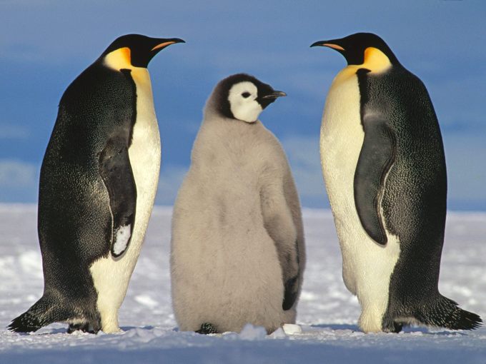 Птицы: Пингвины делят самку - обои для рабочего стола