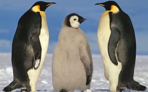 Три пингвина, Пингвины делят самку