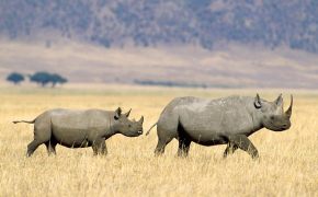 Носороги, Два носорога пересекают степь.