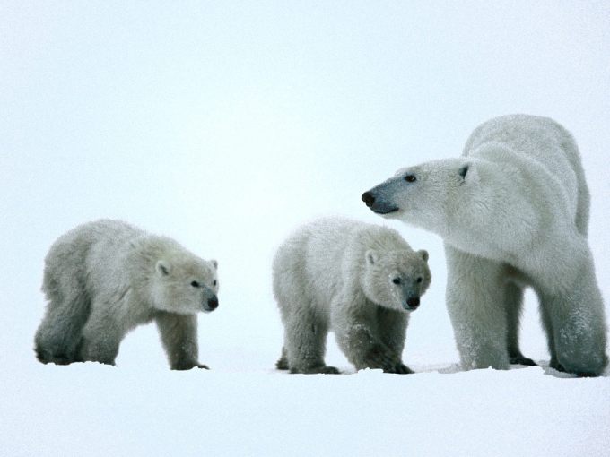 Три медведя на северном полюсе - фото, обои, 1600x1200