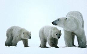 Три медведя, Три медведя на северном полюсе.