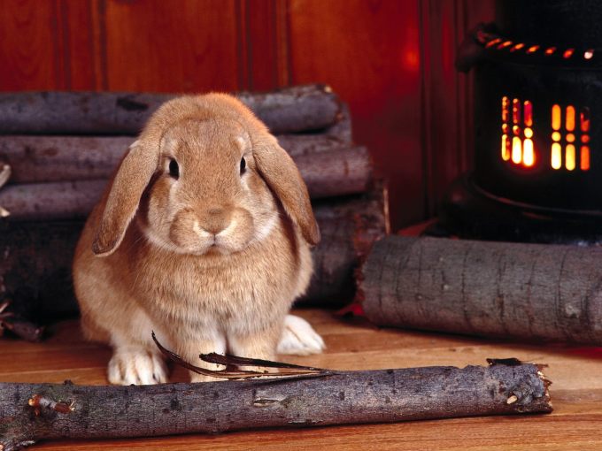 Домашний кролик - фото, обой на рабочий стол, 1600x1200