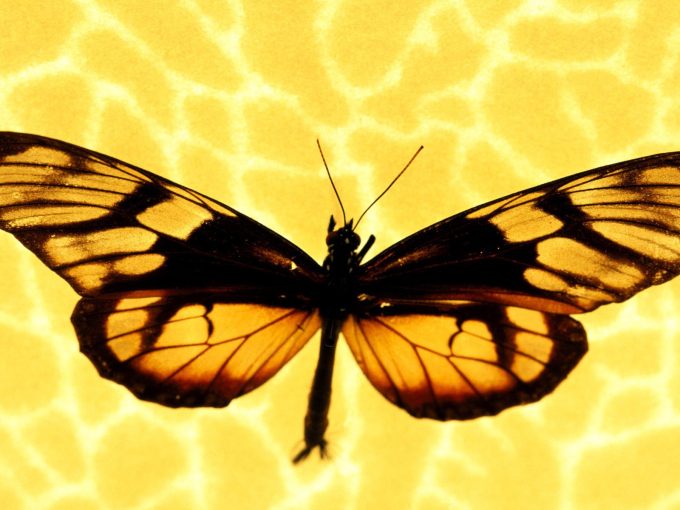 Желтая бабочка, 1600x1200