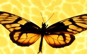 Желтая бабочка, Желтая бабочка на желтом фонеЖелтая бабочка