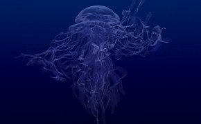 Медуза, Водный мир полон уникальных живых организмов, которые бывают и очень забавными на внешность.