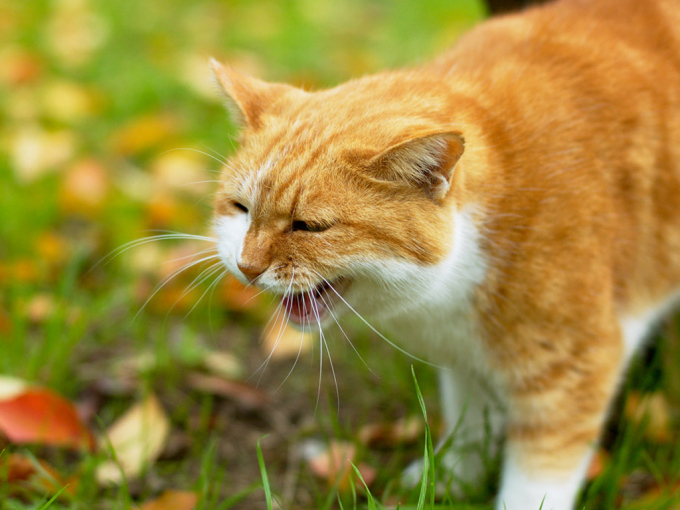 Лиловый британский котенок фото, 1024x768