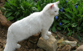 белые британские котята фото, белые британские котята фото