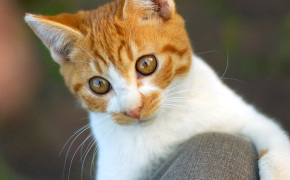 самый маленький котенок в мире фото, самый маленький котенок в мире фото