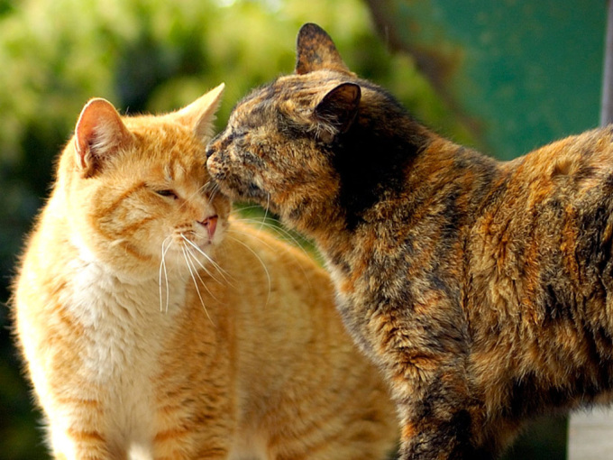 Фото красивых кошек и котят, 1024x768
