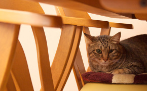 как отучить кошку драть обои и мебель, как отучить кошку драть обои и мебель
