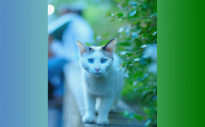 фото шотландских котят голубого окраса, фото шотландских котят голубого окраса