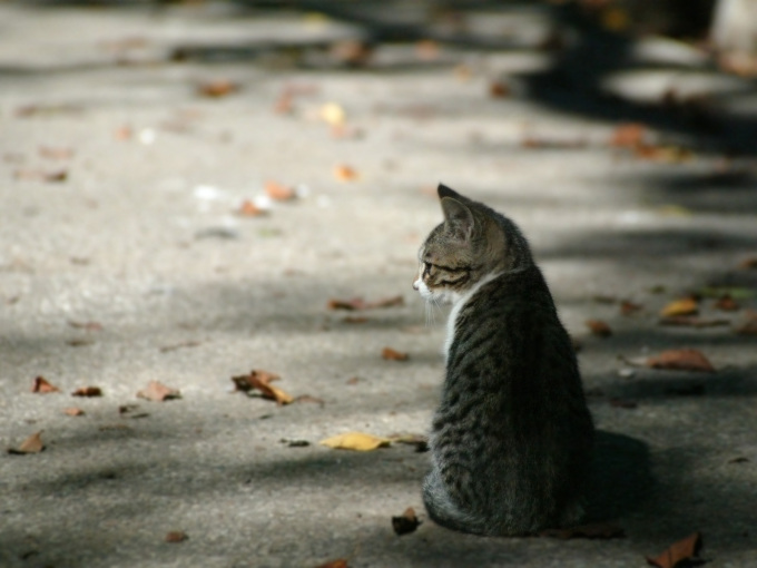 Двухмесячный котенок фото, 1600x1200