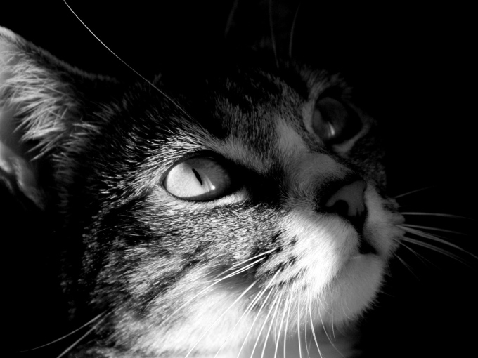 Серые пушистые котята фото, 1600x1200