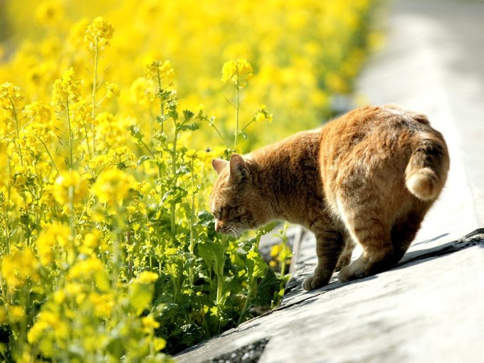 Фото котят персидских шиншилл, 1600x1200