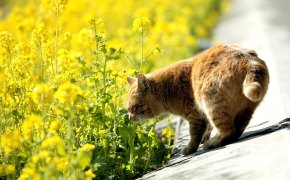 фото котят персидских шиншилл, фото котят персидских шиншилл