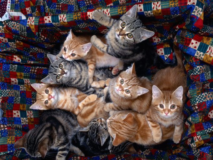 Британские котята фото серые в полоску, 1600x1200