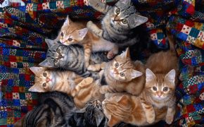 британские котята фото серые в полоску, британские котята фото серые в полоску
