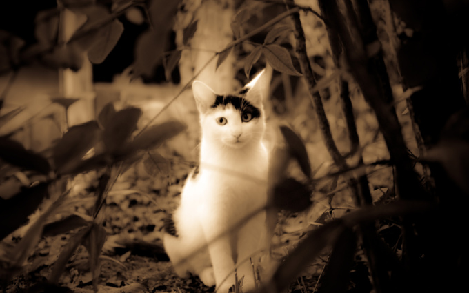Британские котята уход фото, 1920x1200