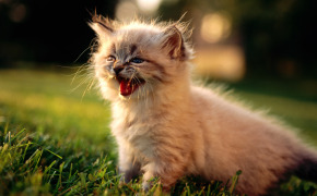 какие рождаются вислоухие котята фото, какие рождаются вислоухие котята фото