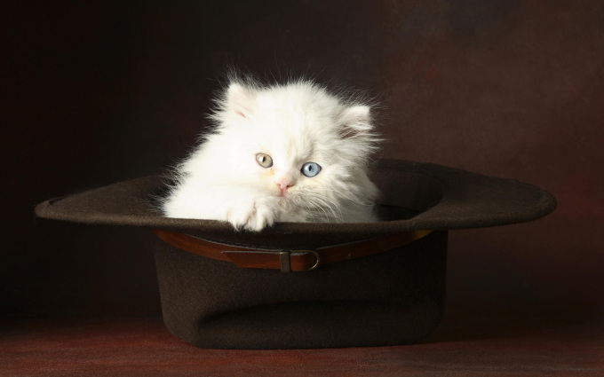 Русская голубая кошка фото котят, 1920x1200