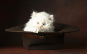 русская голубая кошка фото котят, русская голубая кошка фото котят