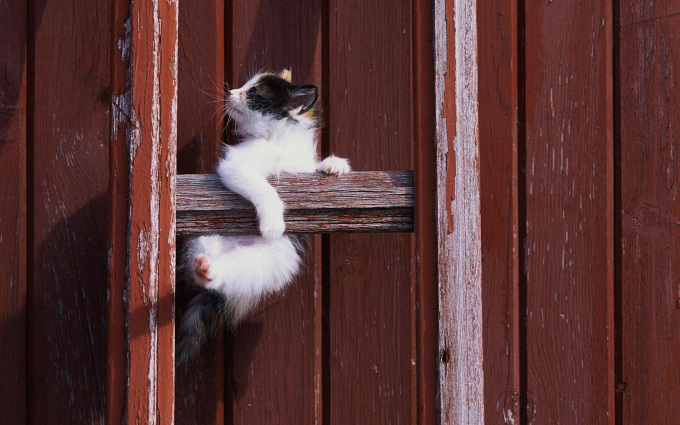 Фото милых котят на аватарку, 1920x1200