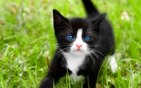 шотландские вислоухие мраморные котята фото, шотландские вислоухие мраморные котята фото