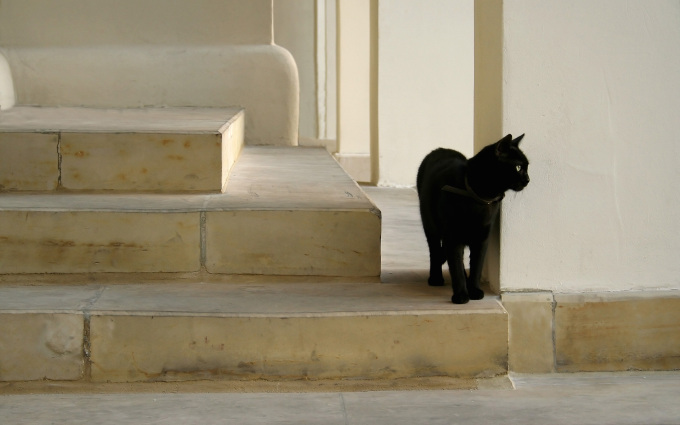 Жалобный котенок фото, 1920x1200