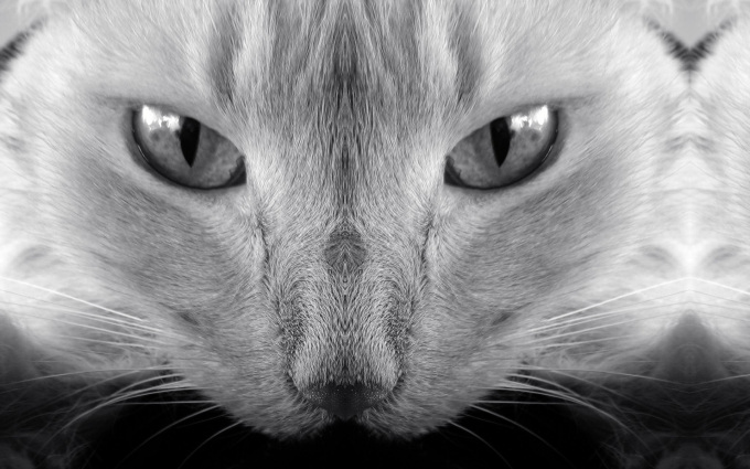 Котята бурмы фото, 1920x1200