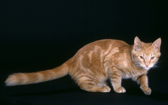 Фото красивых котов кошек и котят, 1920x1200