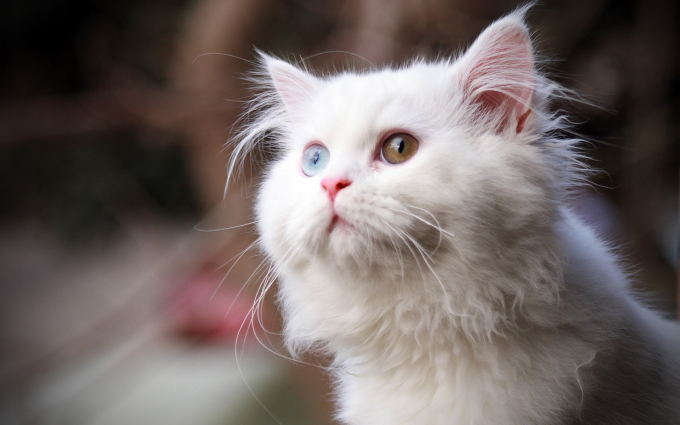 Фото сибирского белого котенка, 1920x1200