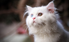 фото сибирского белого котенка, фото сибирского белого котенка