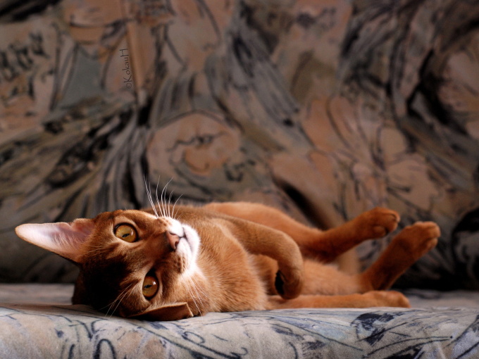 Котята британской породы фото цена, 1600x1200