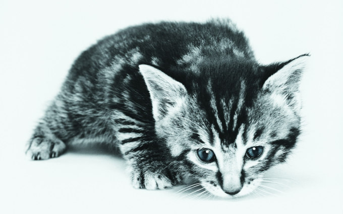Трехшерстные котята фото, 1920x1200