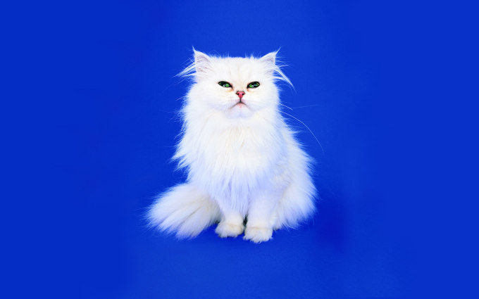Фото котенок в сапоге, 1920x1200