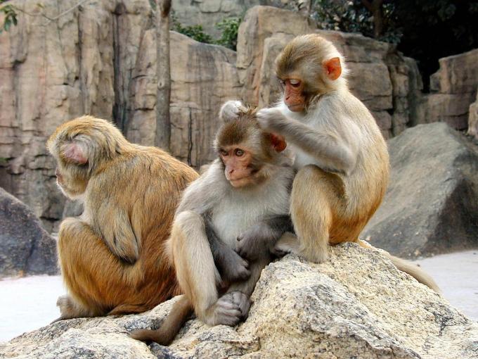 Три обезьяна - фото, обои, картинки, 1280x960