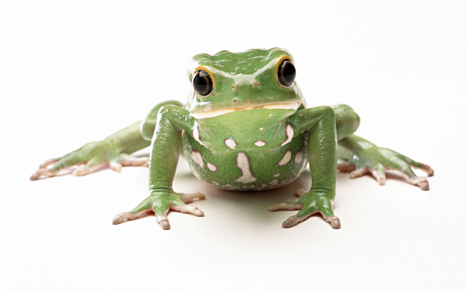 Зеленая жаба, 1680x1050