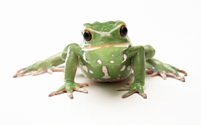 Жаба, Зеленая жаба на белом фоне