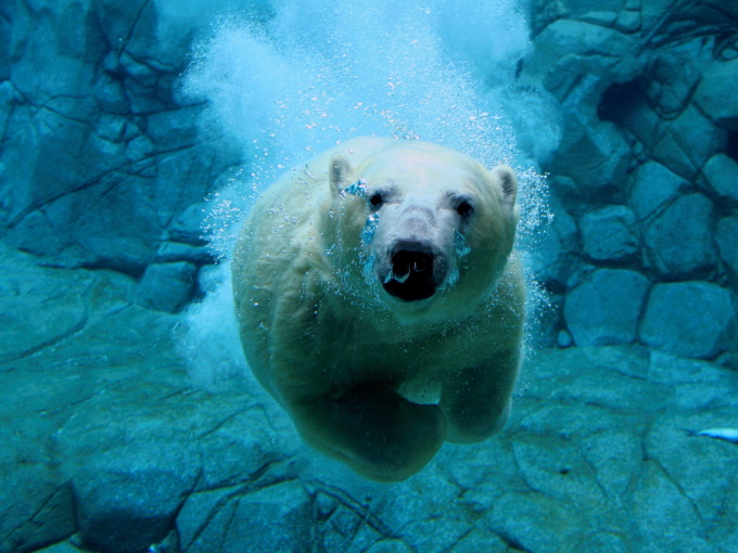 Белый медведь под водой, 1920x1440