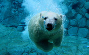 Белый медведь, Белый медведь плавает под водой