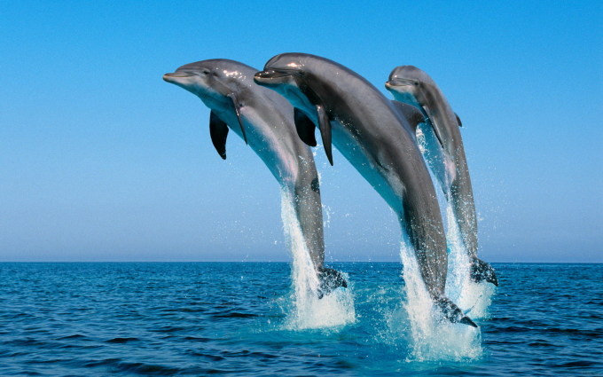 Животные: Два дельфина вынурнули из воды - обои для рабочего стола