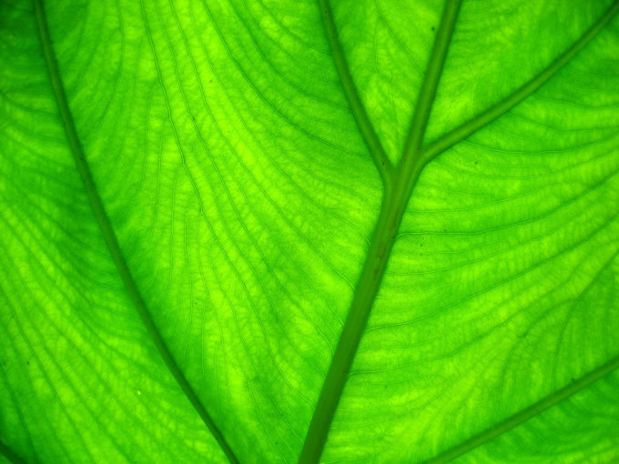 Зеленые листья: #5760 - обои для рабочего стола