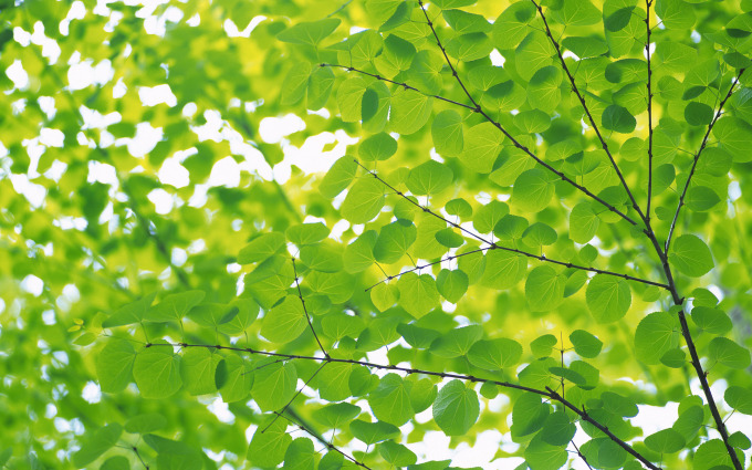 Зеленые листья: #5769 - обои для рабочего стола