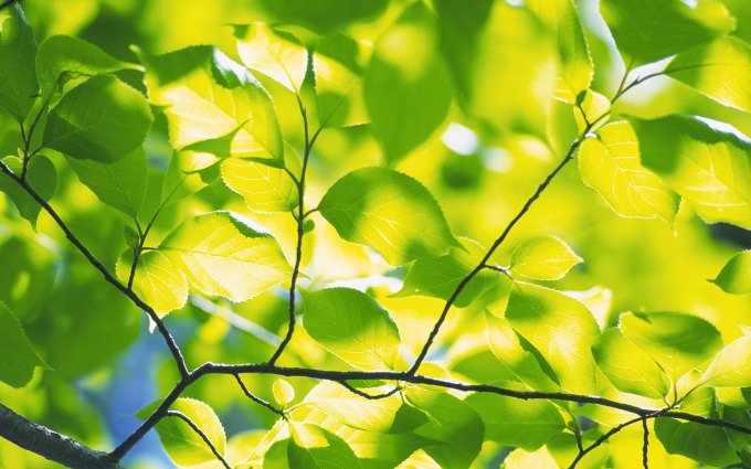 Зеленые листья: #5785 - обои для рабочего стола