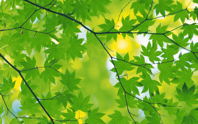 Зеленые листья: #5786 - обои для рабочего стола