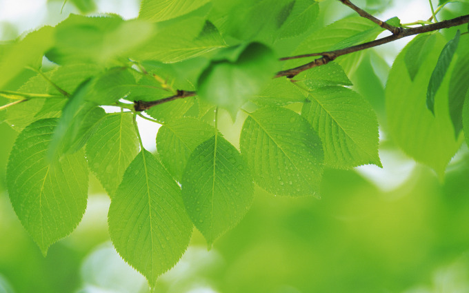 Зеленые листья: #5789 - обои для рабочего стола