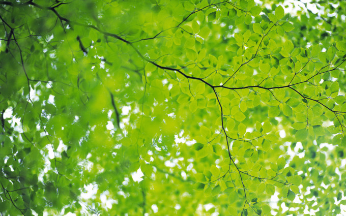 Зеленые листья: #5800 - обои для рабочего стола